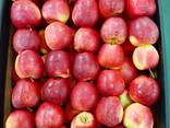 Яблоко чемпион (Champion) происхождения Польша - photo 3