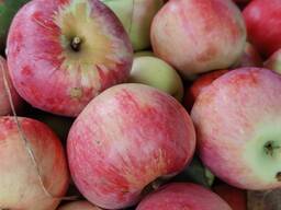 Яблоко продаю. Сорт Заря алатау 200тг. АПОРТ 250тг. Груша 250тг. Кандиль 200тг.