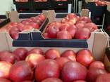 Яблоко Ред Принц (Red Prince) происхождения Польша - фото 1