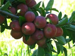 Яблоко сорт Американка, золотое превосходное