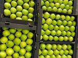 Яблоко сорта Голден - фото 2