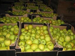 Яблоко свежее "Золотое превосходное"