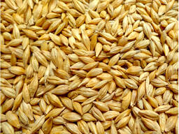 Ячмень 2-го класса