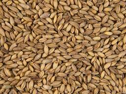 Ячмень урожай 2020