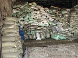 Ячмень фуражный