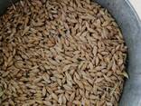 Ячмень оптом от Производителя. - фото 1