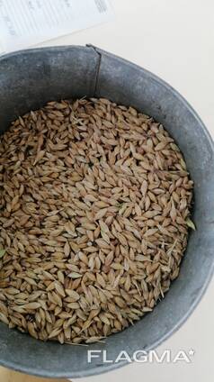 Ячмень оптом от Производителя.