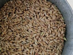 Ячмень оптом от Производителя.