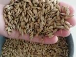 Ячмень оптом от Производителя. - фото 1