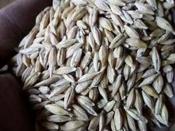 Ячмень продам