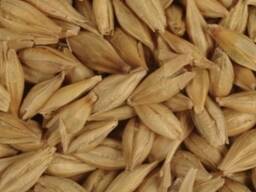 Ячмень продовольственный