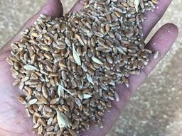 Ячмень пшеница отруби кукуруза