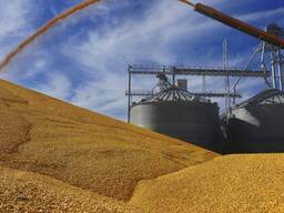 Ячмень Сухой урожай 2022- 2023г