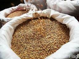 Ячмень в мешках