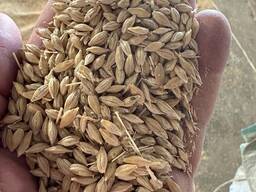 Ячмень в наличии