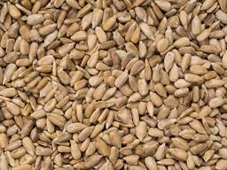 Ядро подсолнечника [Sunflower Kernel]