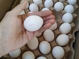 Яйца куриные Оптом Цены ниже - фото 1