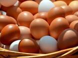 Яйца куриные, перепелиные Оптом - photo 1