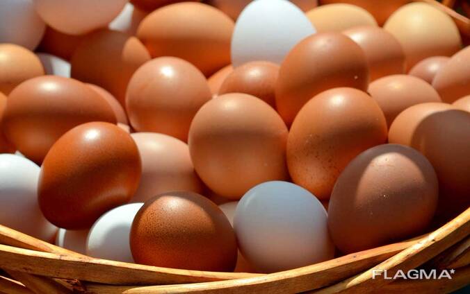 Яйца куриные, перепелиные Оптом
