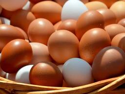 Яйца куриные, перепелиные Оптом