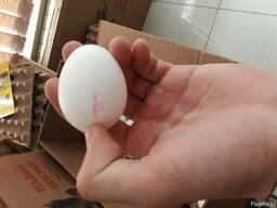 Яйца от производителя