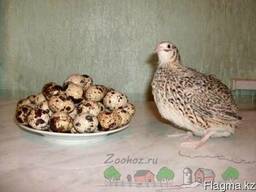 Яйца перепела