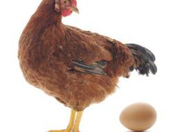 Яйцо инкубационное Ломан Браун