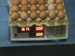 Яйцо куринное