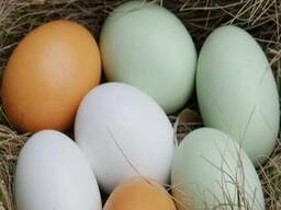 Яйцо куриное