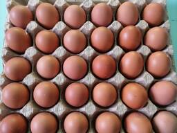 Яйцо куриное весовое С1, С2 (белое и цветное)