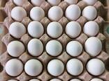 Яйцо куриное весовое С1, С2 (белое и цветное) - photo 2