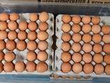 Яйцо куриные и куриная продукция в ассортименте - фото 3