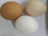 Яйцо С1 - photo 1