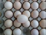 Яйцо куриные и куриная продукция в ассортименте - фото 2