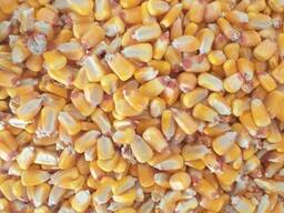 Animal feed corn