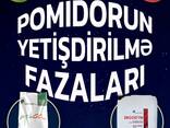 Қызанақтарды tobrfv вирусынан қорғаңыз - фото 1