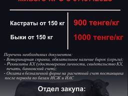Закуп быков, кастратов по живому весу