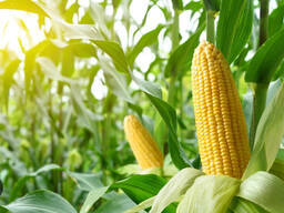 Закупаем Кукурузу