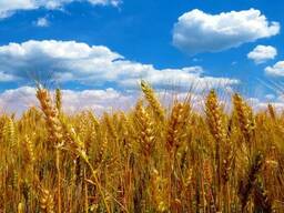 Закупаем отруби, ячмень, пшеницу с НДС и без