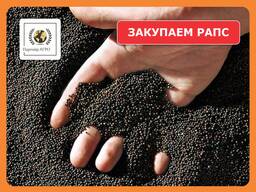 Закупаем рапс