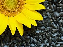 Закупаем семечку подсолнуха масличную