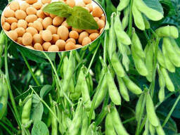 Закупаем соевые бобы