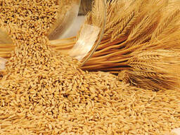 Закупаем Ячмень Продовольственный