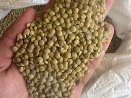 Зеленая чечевица