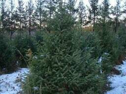 Зеленая ель огромный выбор зеленых елок из питомника