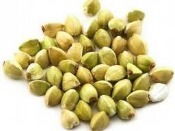 Зеленая гречка