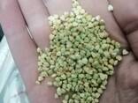 Зеленая гречка - фото 1