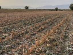 Земля сельско-хозяйственного назначения