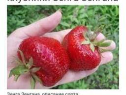 Земляника садовая черный принц и зенга зенгана