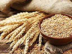 Зерно пшеницы